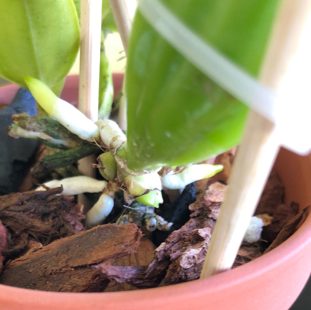 Cattleya warneri var. suavissima Cattleya La Foresta Orchids