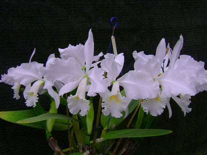 Cattleya warneri var. suavissima Cattleya La Foresta Orchids 