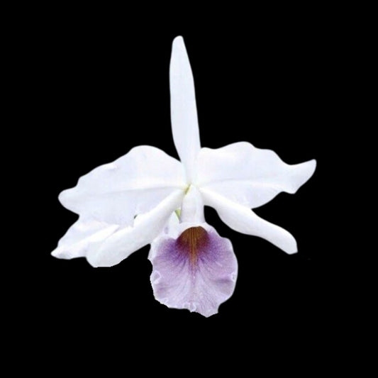 Cattleya warscewiczii coerulea x Cattleya maxima coerulea Cattleya La Foresta Orchids