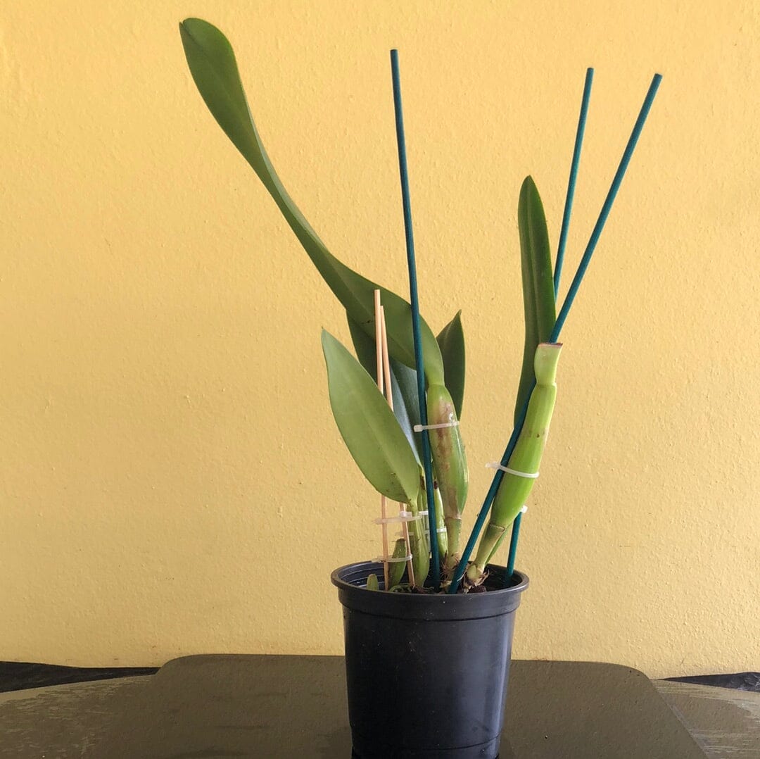 Cattleya warscewiczii var. alba ‘Christofersens’ x var. alba ‘New Horizon’ Cattleya La Foresta Orchids