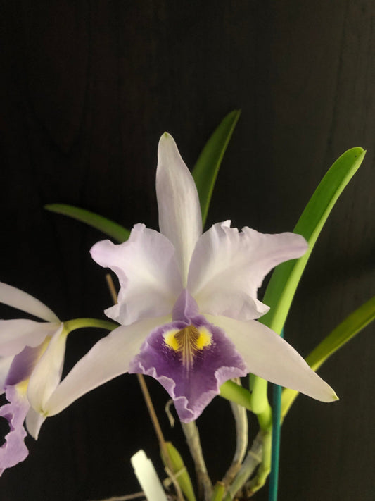 Cattleya warscewiczii var. coerulea Cattleya La Foresta Orchids