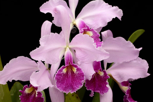 Cattleya warscewiczii var. sanderiana Cattleya La Foresta Orchids