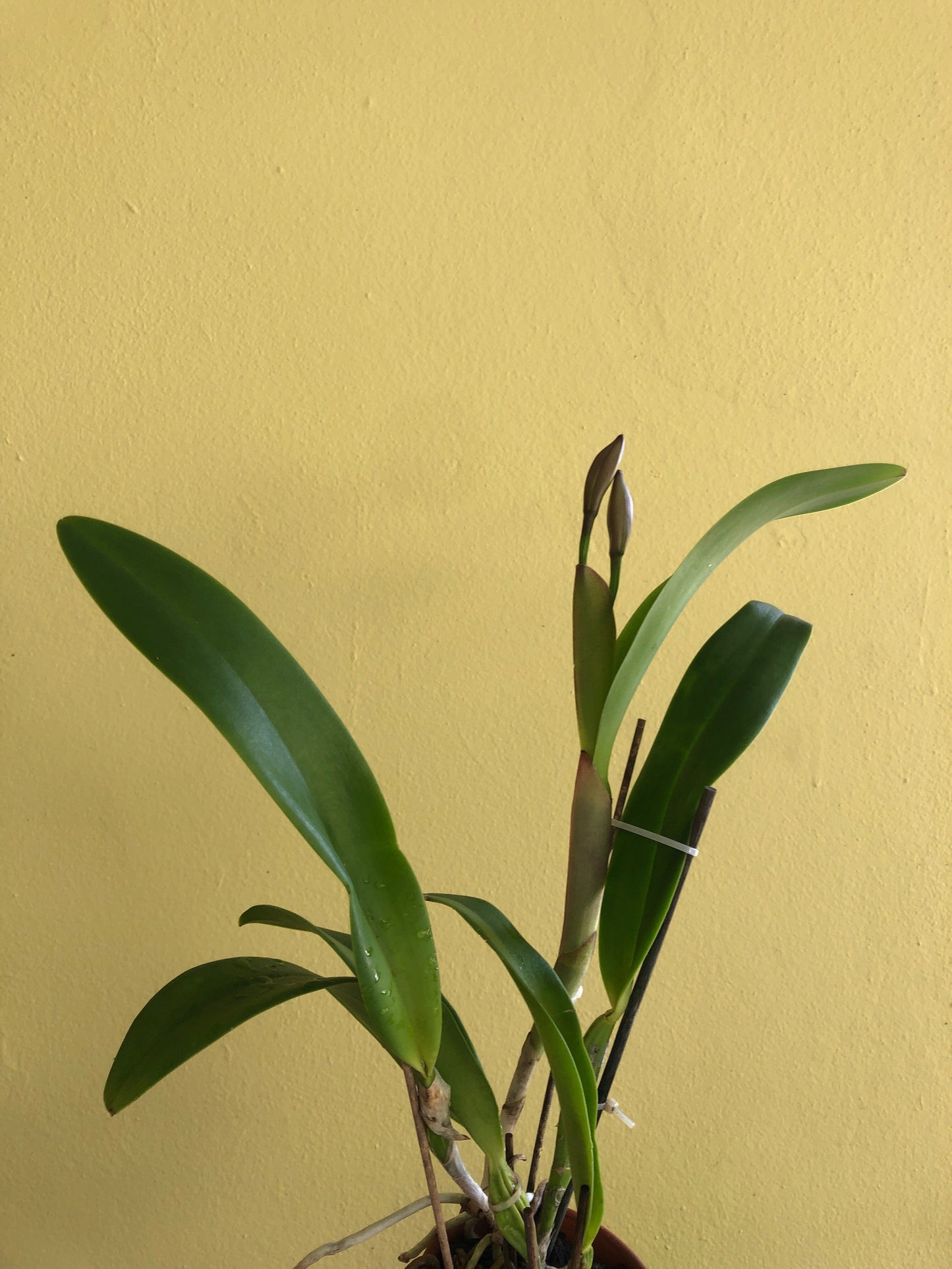 Cattleya warscewiczii var. tipo x Cattleya violacea var. tipo - In BUD! Cattleya La Foresta Orchids