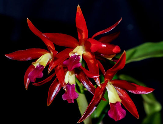 Cattlianthe Chocolate Drop 'Kodama' Cattleya La Foresta Orchids