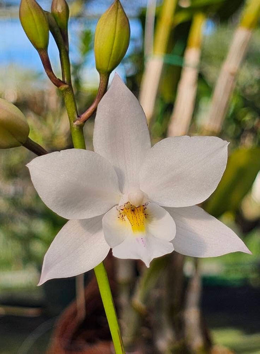 Caularthron bicornutum x Laelia albida - Caulaelia Snowflake 'Frosty' Cattleya La Foresta Orchids