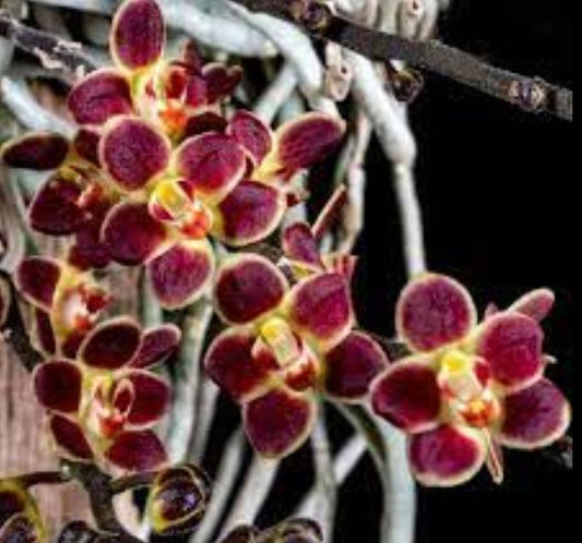 Chiloschista lunifera Chiloschista La Foresta Orchids