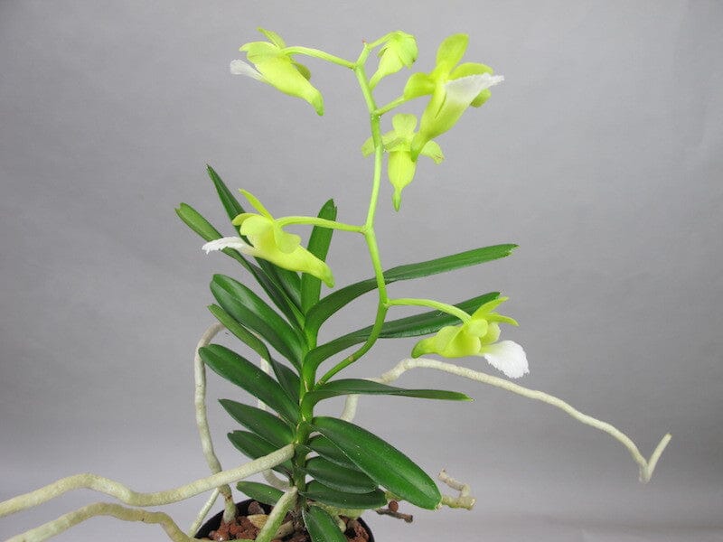 Christensonia vietnamica Vanda La Foresta Orchids