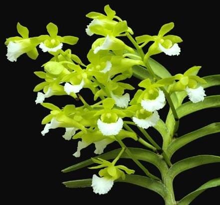 Christensonia vietnamica Vanda La Foresta Orchids