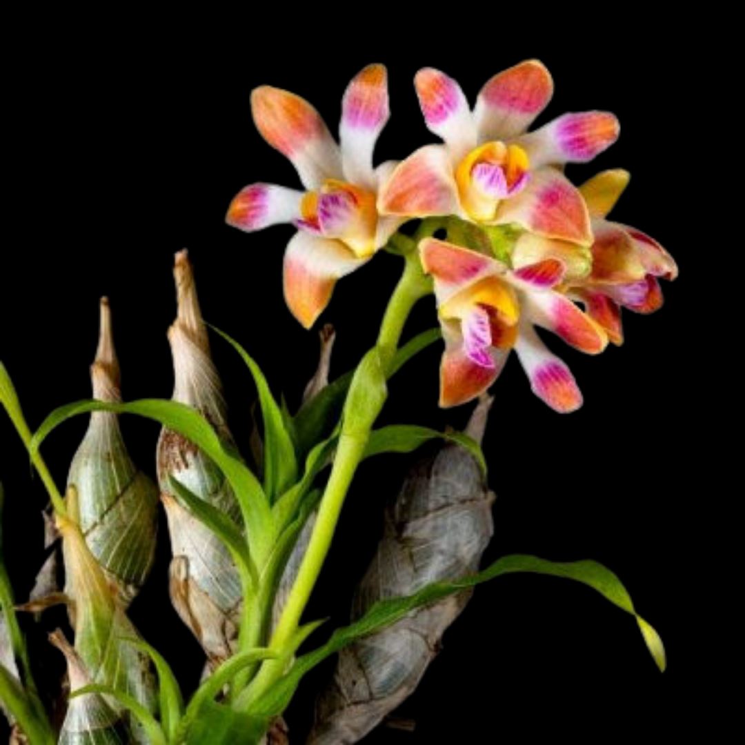 Chysis limminghei Chysis La Foresta Orchids