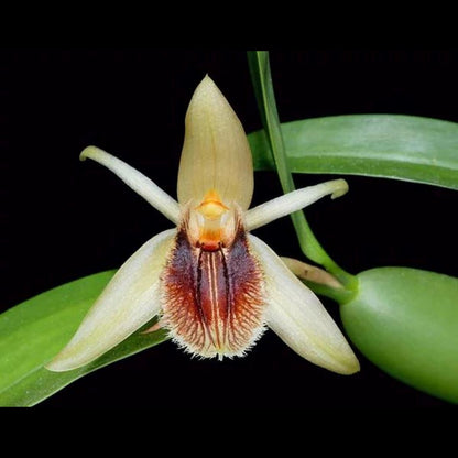Coelogyne fimbriata Coelogyne La Foresta Orchids 