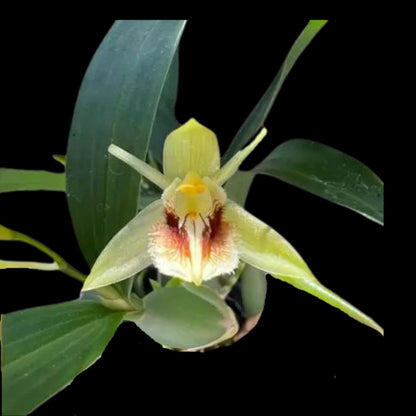 Coelogyne fimbriata Coelogyne La Foresta Orchids 
