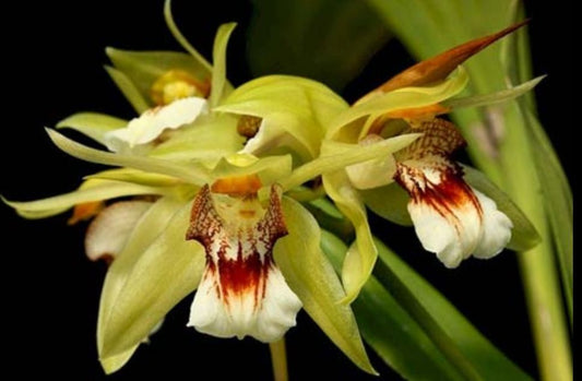 Coelogyne marmorata Coelogyne La Foresta Orchids