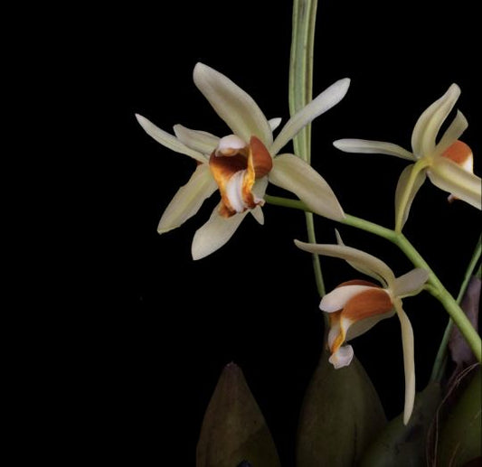 Coelogyne trinervis Coelogyne La Foresta Orchids