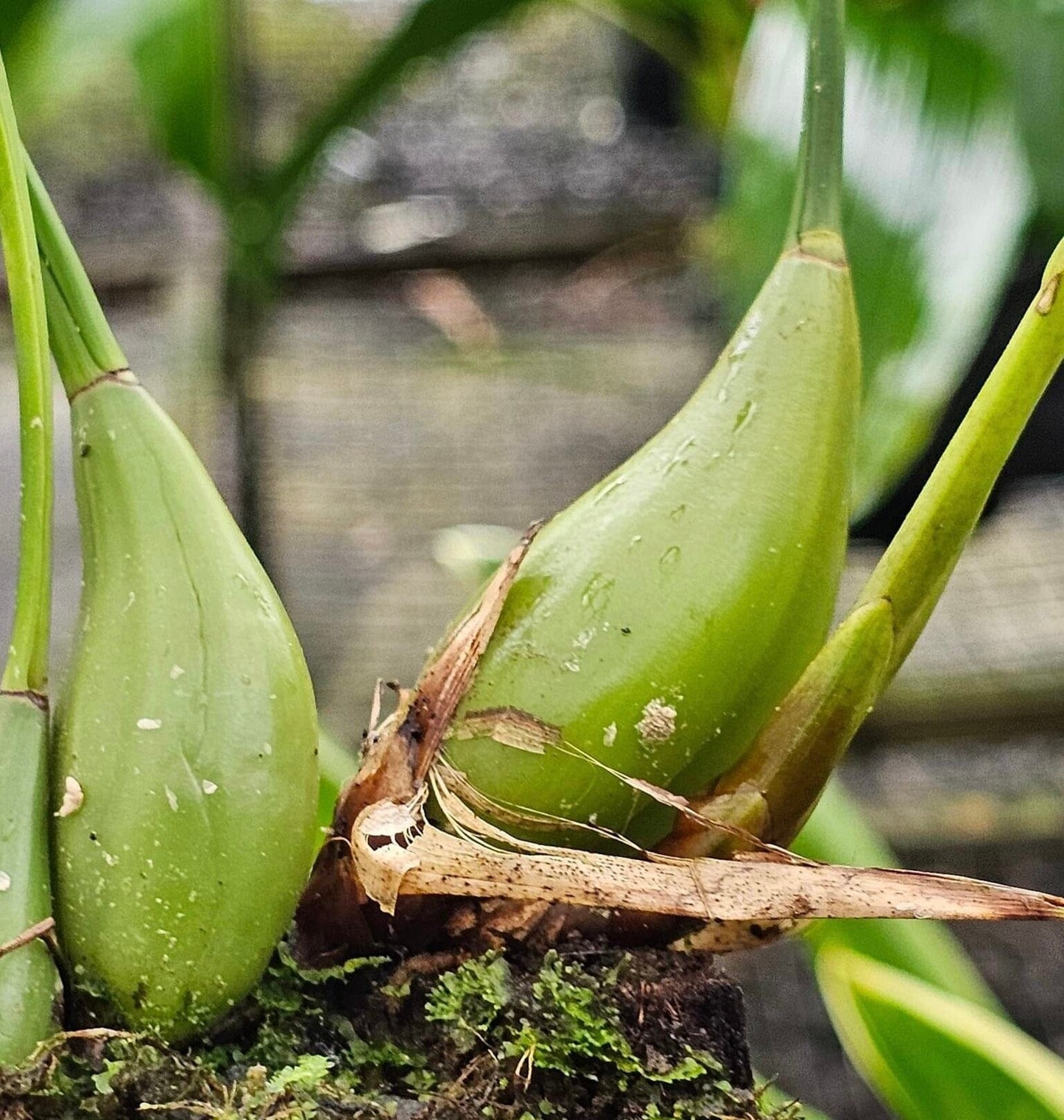 Coelogyne viscosa Coelogyne La Foresta Orchids