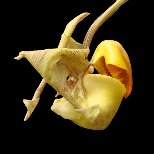 Coryanthes bruchmuelleri Coryanthes La Foresta Orchids