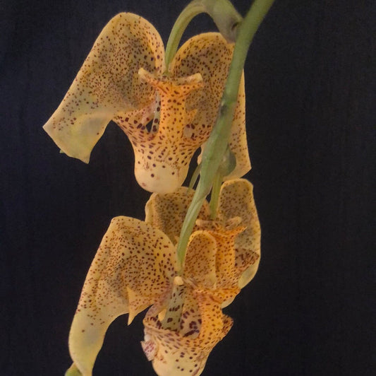 Coryanthes elegantium 'Naranja' - In BLOOM! Coryanthes La Foresta Orchids