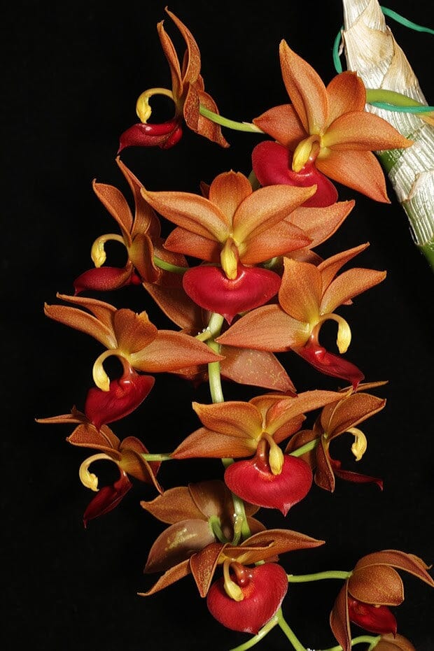 Cycnodes Taiwan Gold 'Orange' Catasetum La Foresta Orchids 