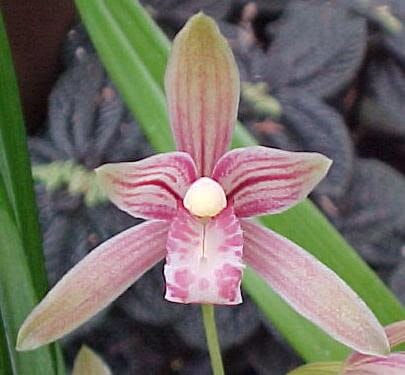 Cymbidium ensifolium Cymbidium La Foresta Orchids