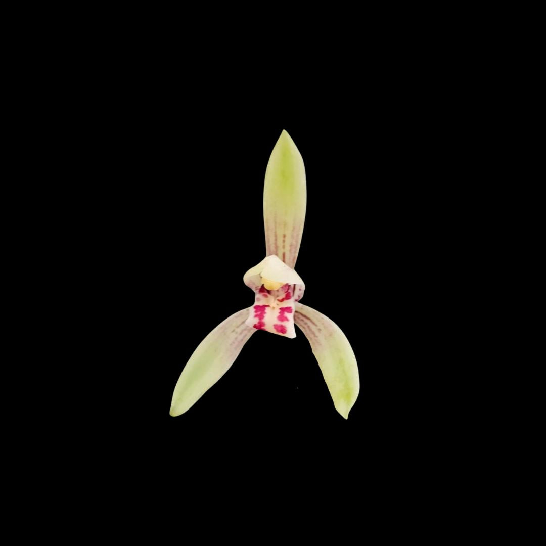 Cymbidium ensifolium 'Fu Shan' Cymbidium La Foresta Orchids