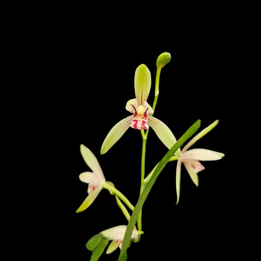 Cymbidium ensifolium 'Fu Shan' Cymbidium La Foresta Orchids