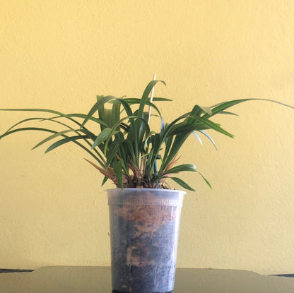 Cymbidium ensifolium - In BUD! Cymbidium La Foresta Orchids 