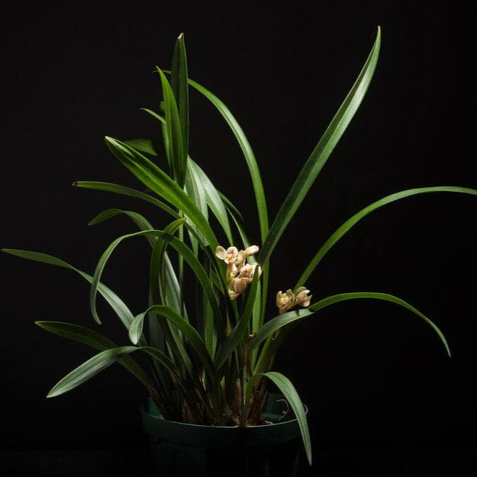 Cymbidium ensifolium - In BUD! Cymbidium La Foresta Orchids 