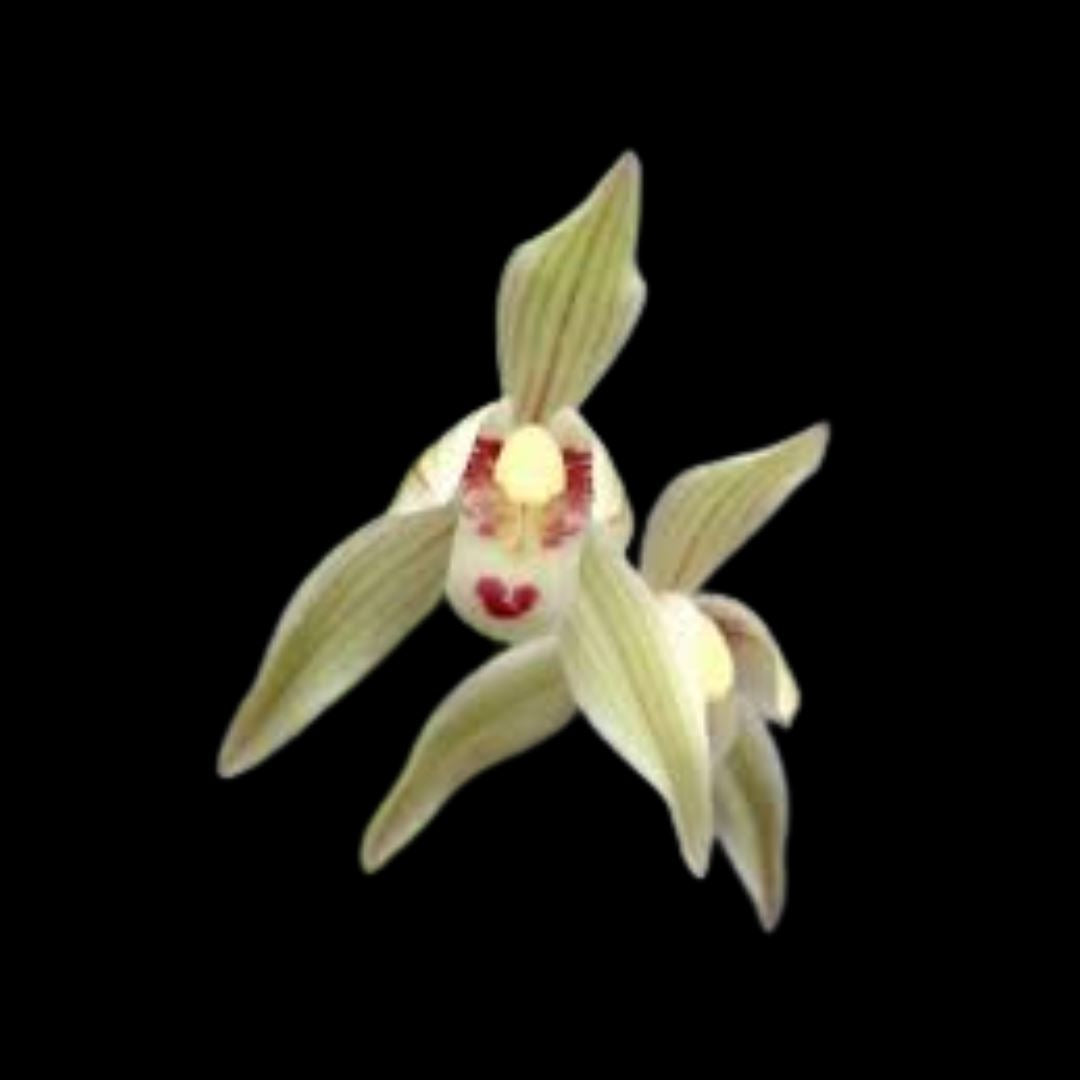 Cymbidium goeringii var. longibracteatum Cymbidium La Foresta Orchids