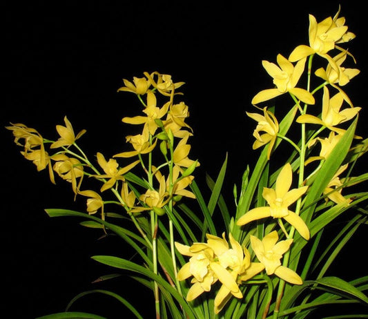 Cymbidium Golden Elf 'Sundust' HCC/AOS Cymbidium La Foresta Orchids