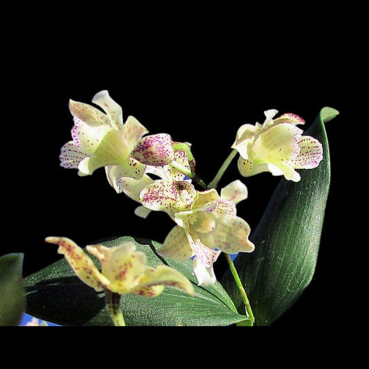 Dendrobium aberrans x Dendrobium atroviolaceum Dendrobium La Foresta Orchids