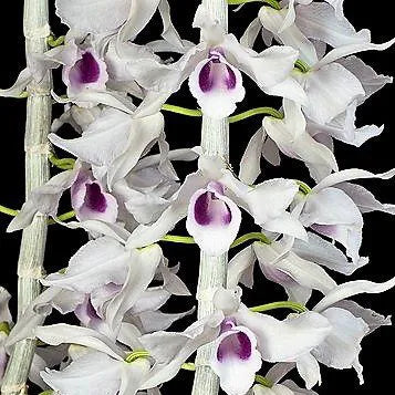 Dendrobium anosmum Dendrobium La Foresta Orchids D. anosmum var. coerulea