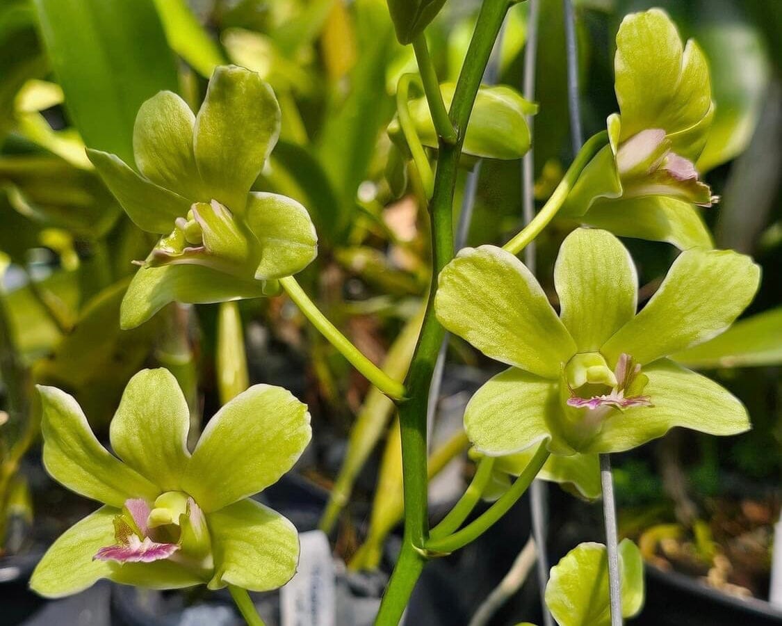 Dendrobium Burana Jade - ‘Variegata' Dendrobium La Foresta Orchids