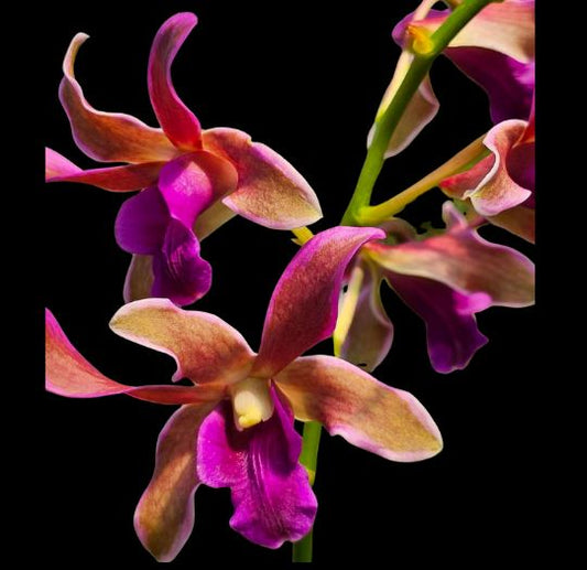 Dendrobium Burana Sundae - ‘Variegata' Dendrobium La Foresta Orchids