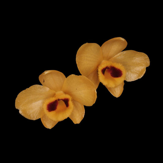 Dendrobium chrysanthum Dendrobium La Foresta Orchids