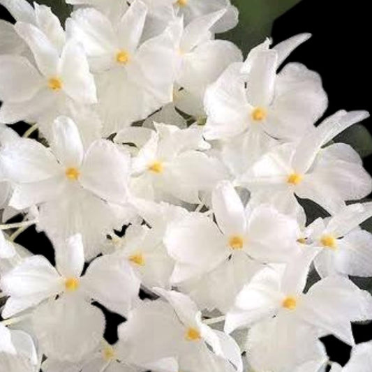 Dendrobium farmeri fma. petaloid album 'Hsinying' GM/JOGA Dendrobium La Foresta Orchids