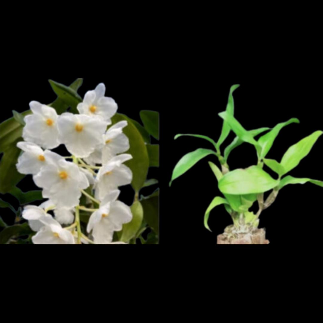 Dendrobium farmeri fma. petaloid album 'Hsinying' GM/JOGA Dendrobium La Foresta Orchids 