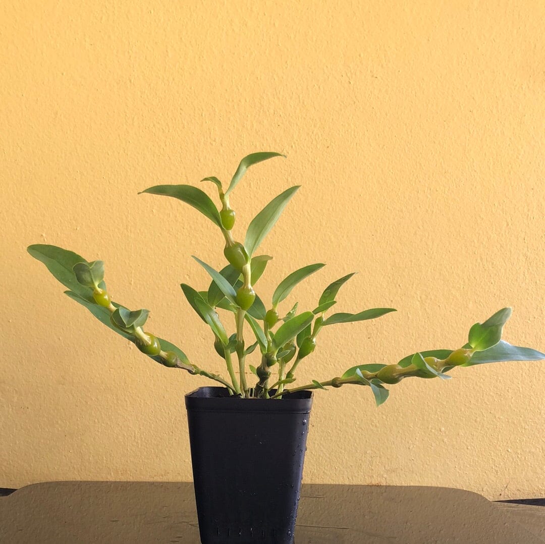 Dendrobium findlayanum var. oculatum Dendrobium La Foresta Orchids