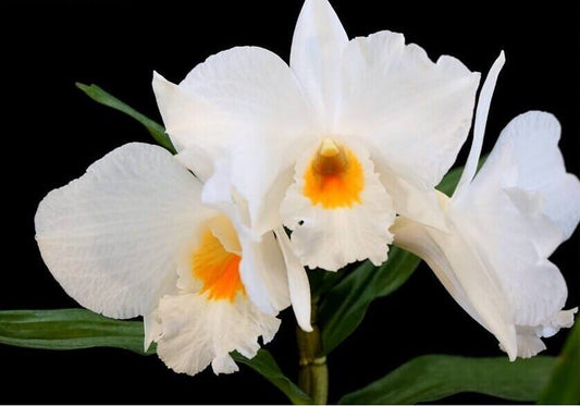 Dendrobium formosum × Dendrobium infundibulum Dendrobium La Foresta Orchids