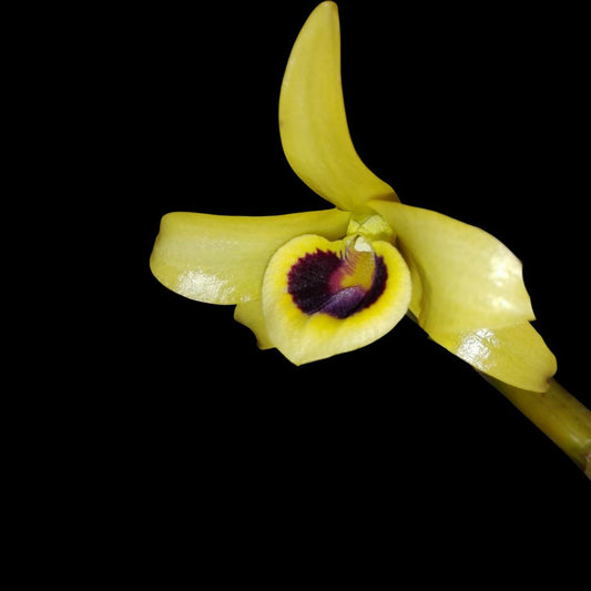 Dendrobium friedericksianum Dendrobium La Foresta Orchids 