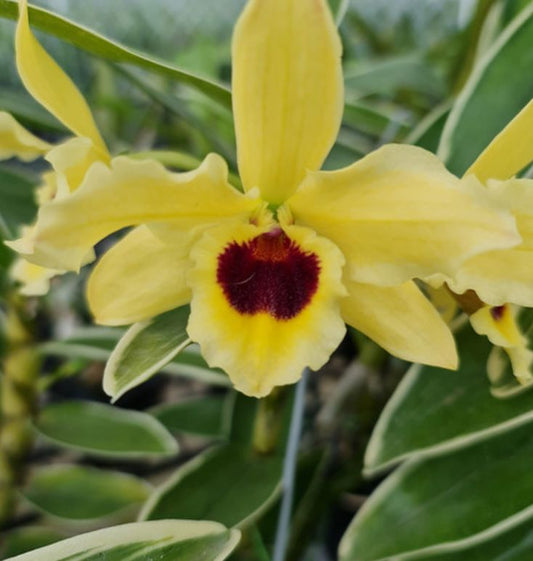 Dendrobium Golden Blossom 'Kogane' Dendrobium La Foresta Orchids