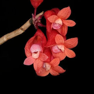 Dendrobium lawesii var. bicolor 'Red Yellow' x var. 'Deep Red' Dendrobium La Foresta Orchids 