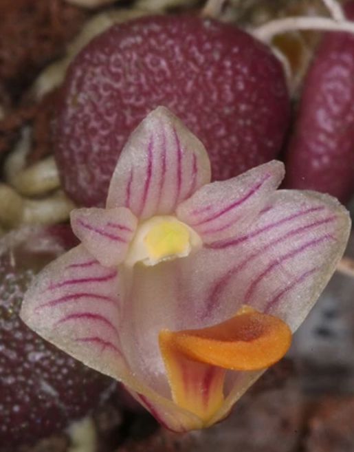 Dendrobium lichenastrum Dendrobium La Foresta Orchids