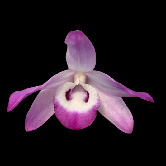 Dendrobium linawianum Dendrobium La Foresta Orchids