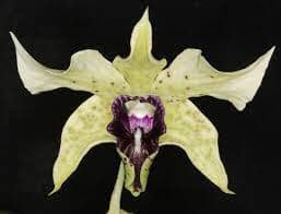 Dendrobium Little Norman Dendrobium La Foresta Orchids