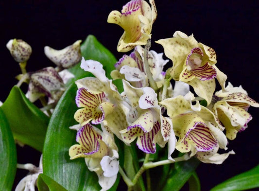 Dendrobium Micro Chip x Dendrobium normanbyense Dendrobium La Foresta Orchids