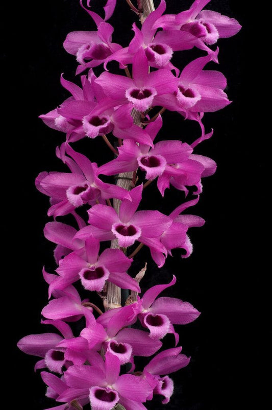 Dendrobium Nestor Dendrobium La Foresta Orchids