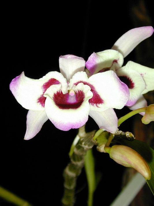Dendrobium nobile var. cooksonianum Dendrobium La Foresta Orchids