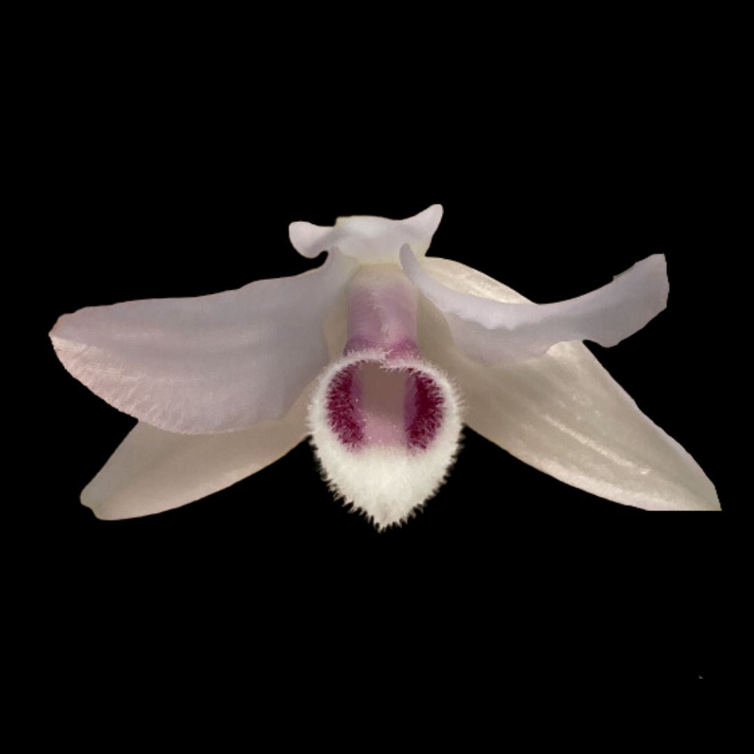 Dendrobium parishii var. semi alba Dendrobium La Foresta Orchids 