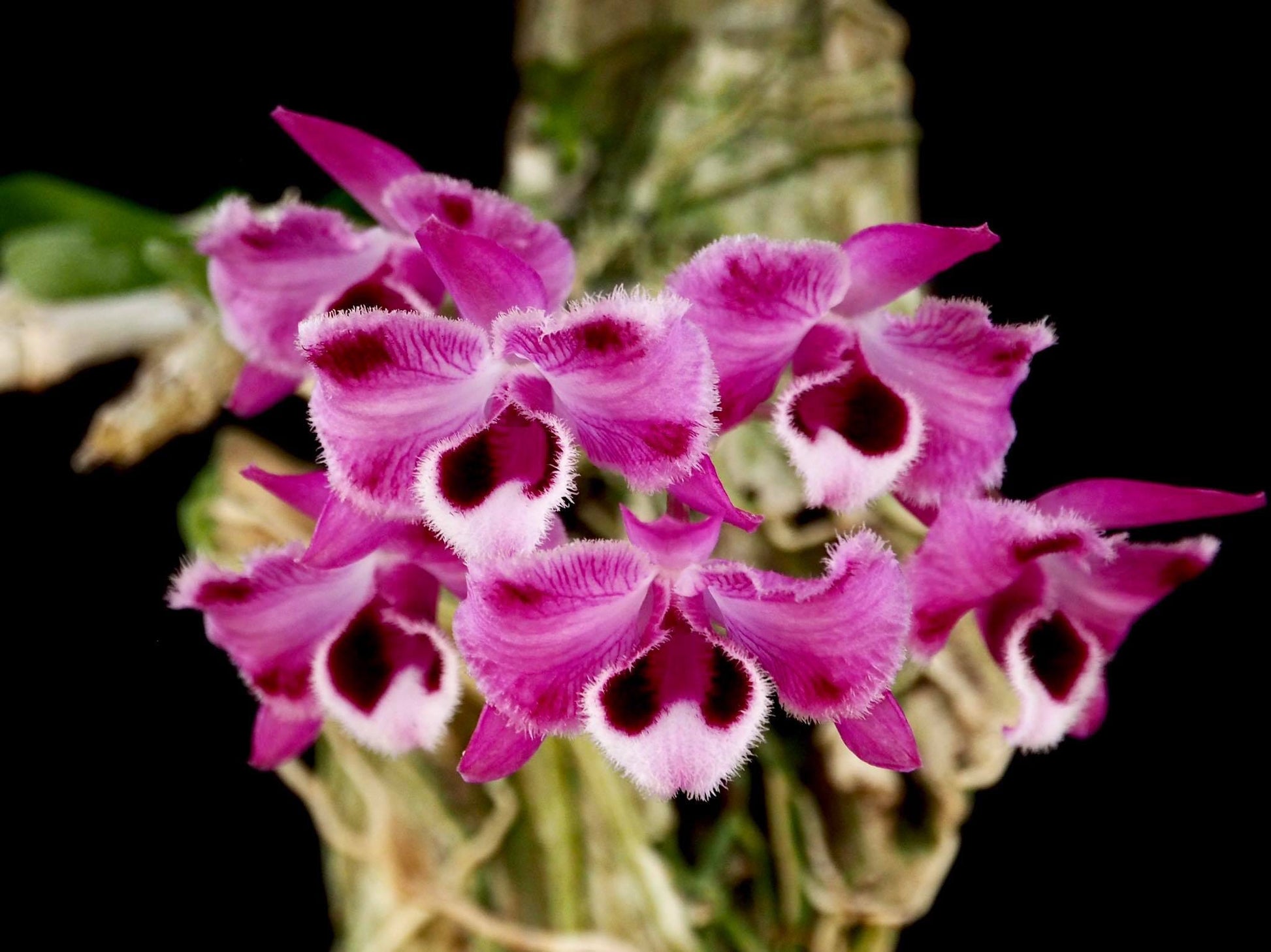 Dendrobium parishii var. semi alba Dendrobium La Foresta Orchids var. rubra 'Trilabelo' 