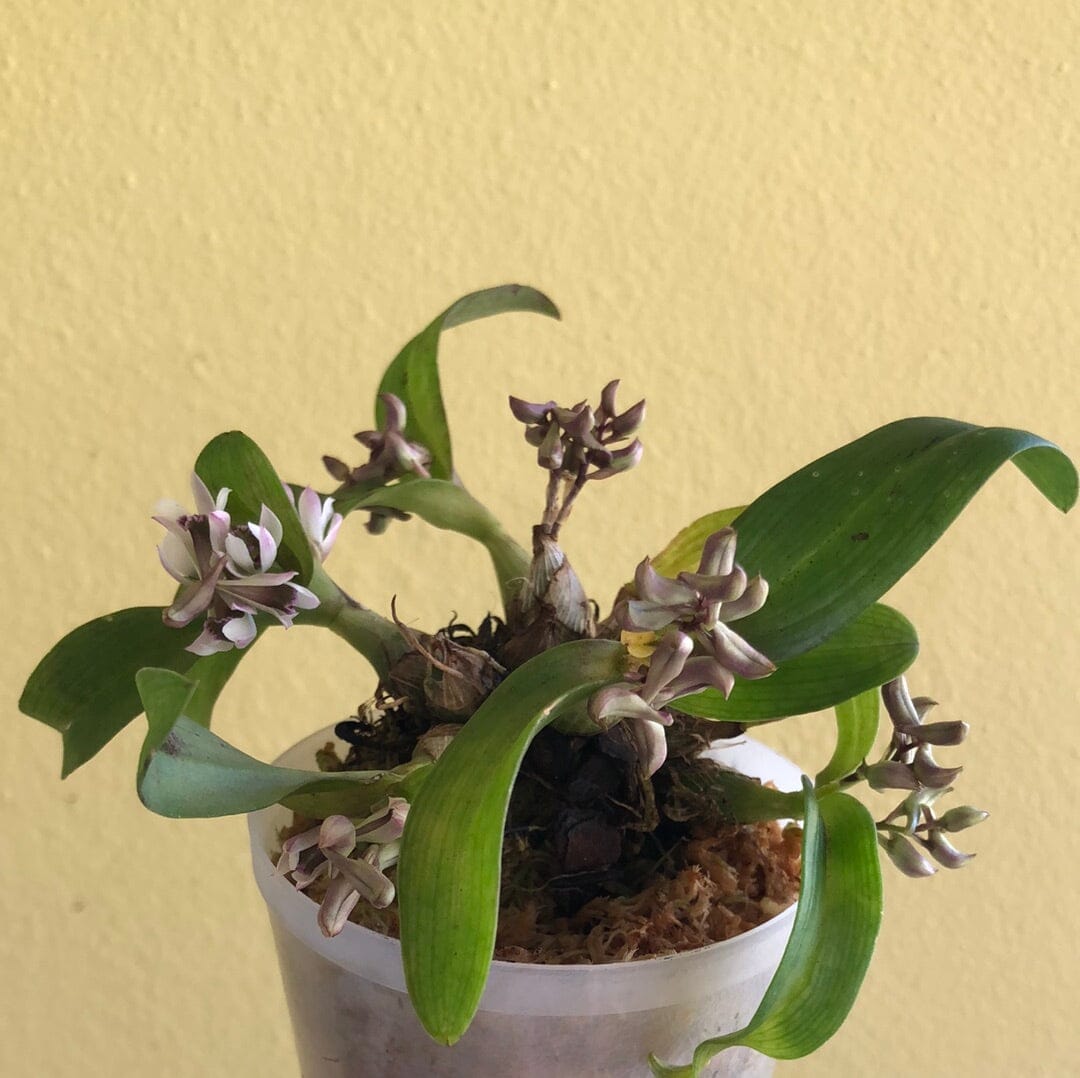 Dendrobium peguanum - In BLOOM! Dendrobium La Foresta Orchids 