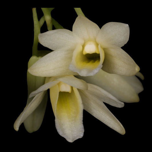 Dendrobium platycaulon Dendrobium La Foresta Orchids